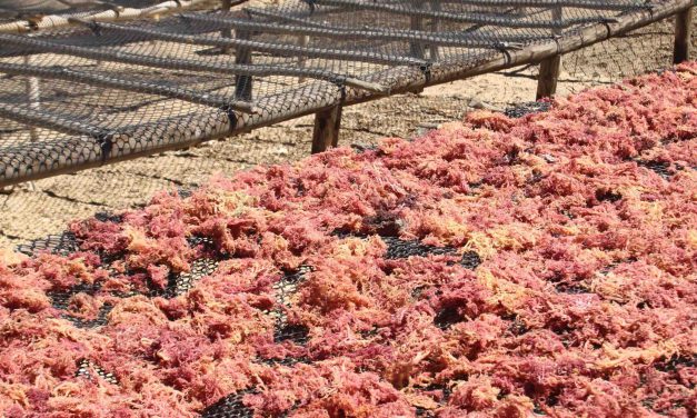 Unique farms in the world at Tulear