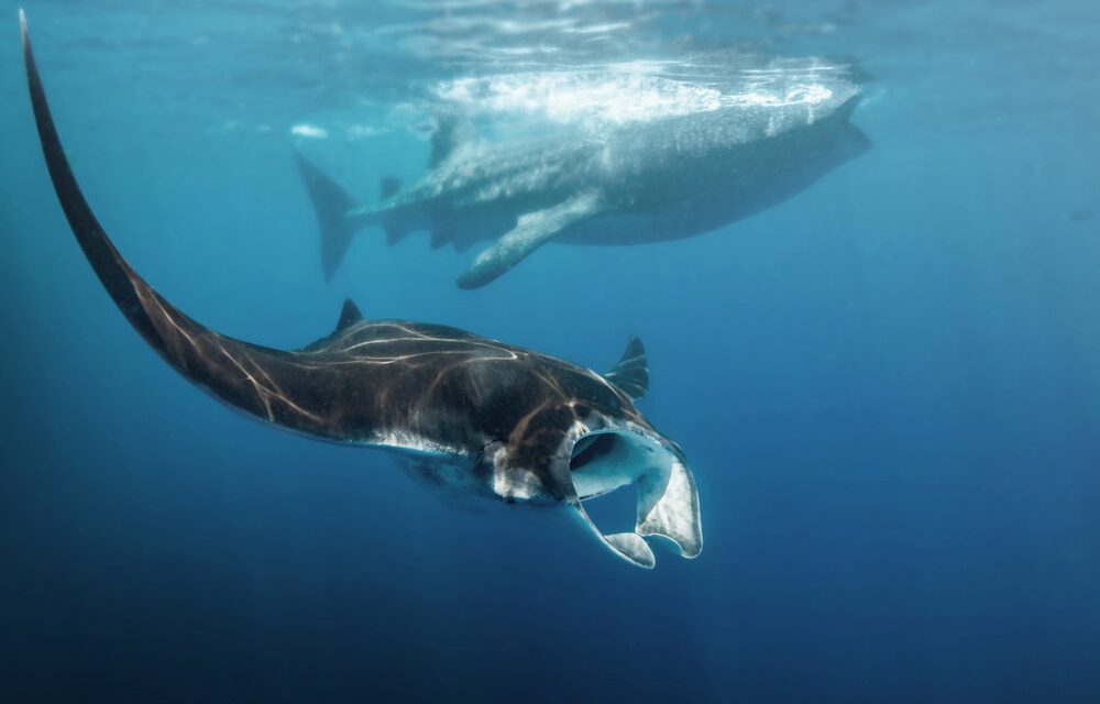 Les raies manta et les requins baleines maintenant protégés au Mozambique
