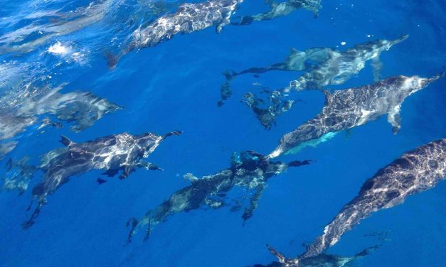 Une distanciation sociale pour les mammifères marins