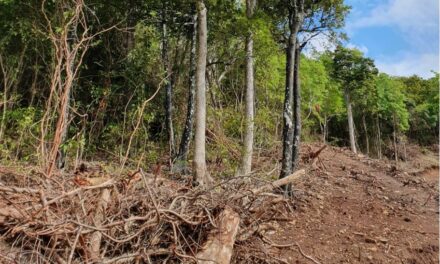 Déforestation massive à Chamarel