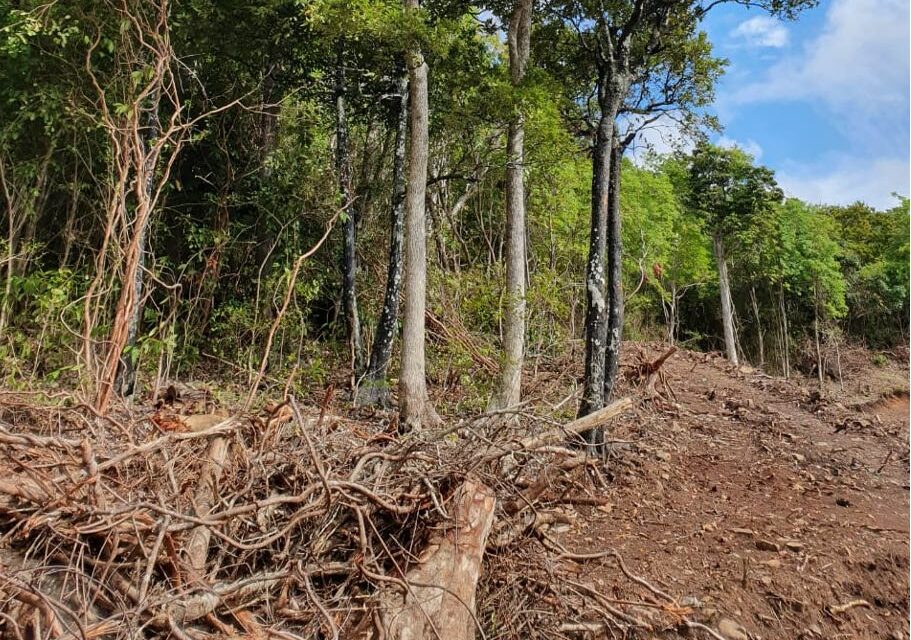 Déforestation massive à Chamarel