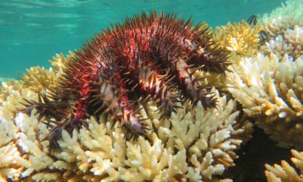 Reef Conservation fights off the Acanthaster