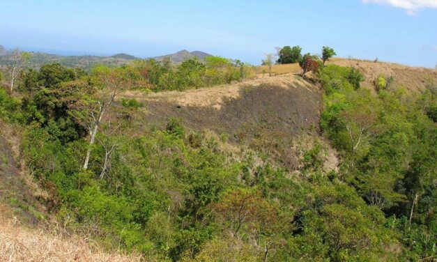 Treebal, an eco-responsible messaging app, wants to plant 3 million trees