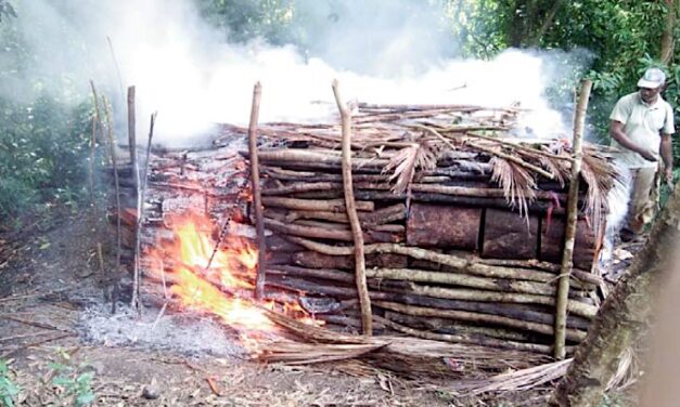 Un réseau de charbon de bois illégal démantelé