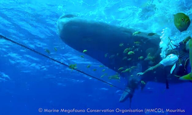 Rescue of the sperm whale “Tache blanche”