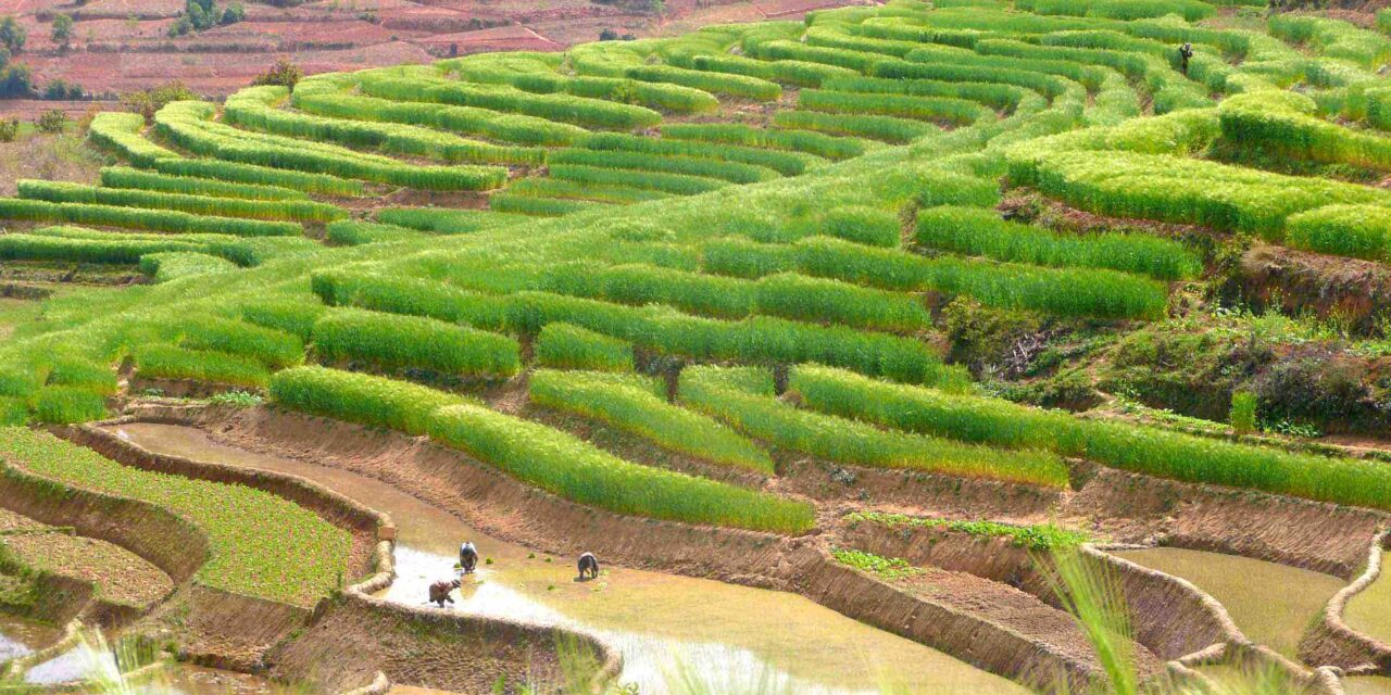 Production agricole : le riz hybride comme solution ?