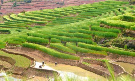 Production agricole : le riz hybride comme solution ?
