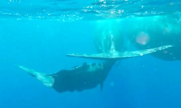Irène-Gueule-Tordue announces the birth of Chiho, her little whale daughter
