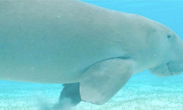IUCN: a plan to protect the last ” mahorese sirens “.