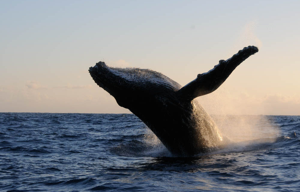 Rendez-vous le 30 septembre pour sauver les baleines à bosse