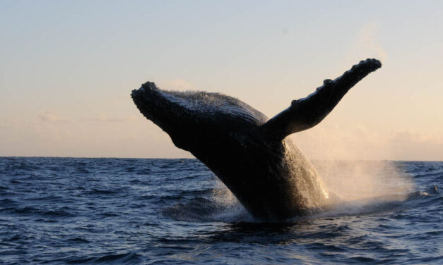 See you on September 30 to save the humpback whales