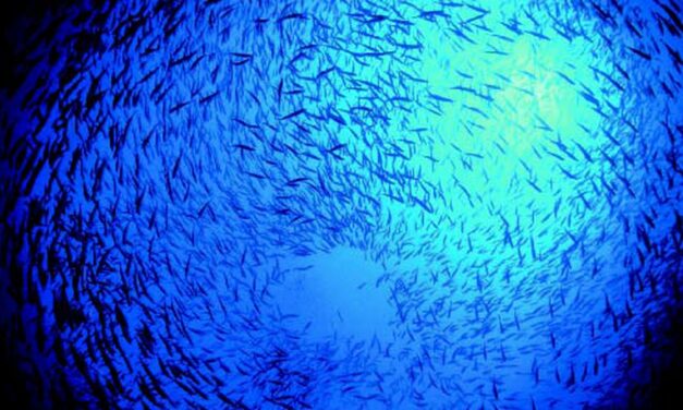 Call for projects on the blue economy