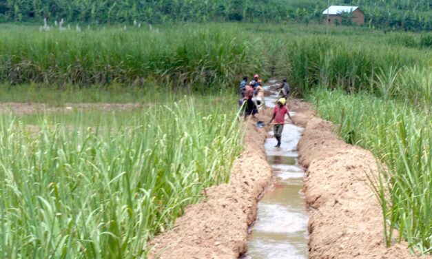 Rwanda self-sufficient in agricultural seeds