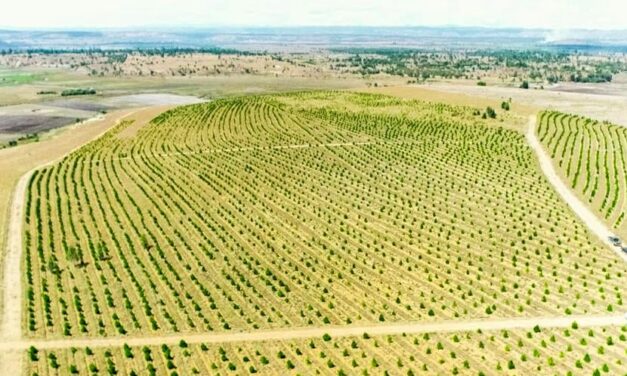 A green belt to curb drought in southern Madagascar