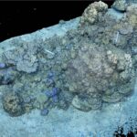 Future Maore Reef : les premiers récifs artificiels à Mayotte