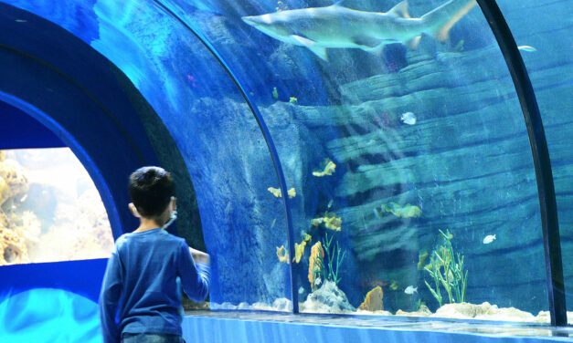 Partnership between the University of the Mascarene Islands and the Odysseo Oceanarium