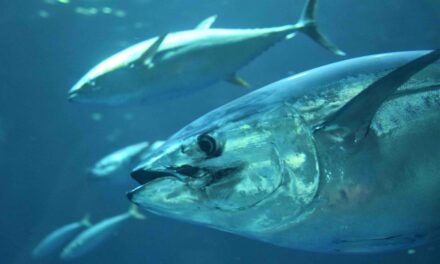 Une association pour gérer les stocks de thons de l’océan Indien