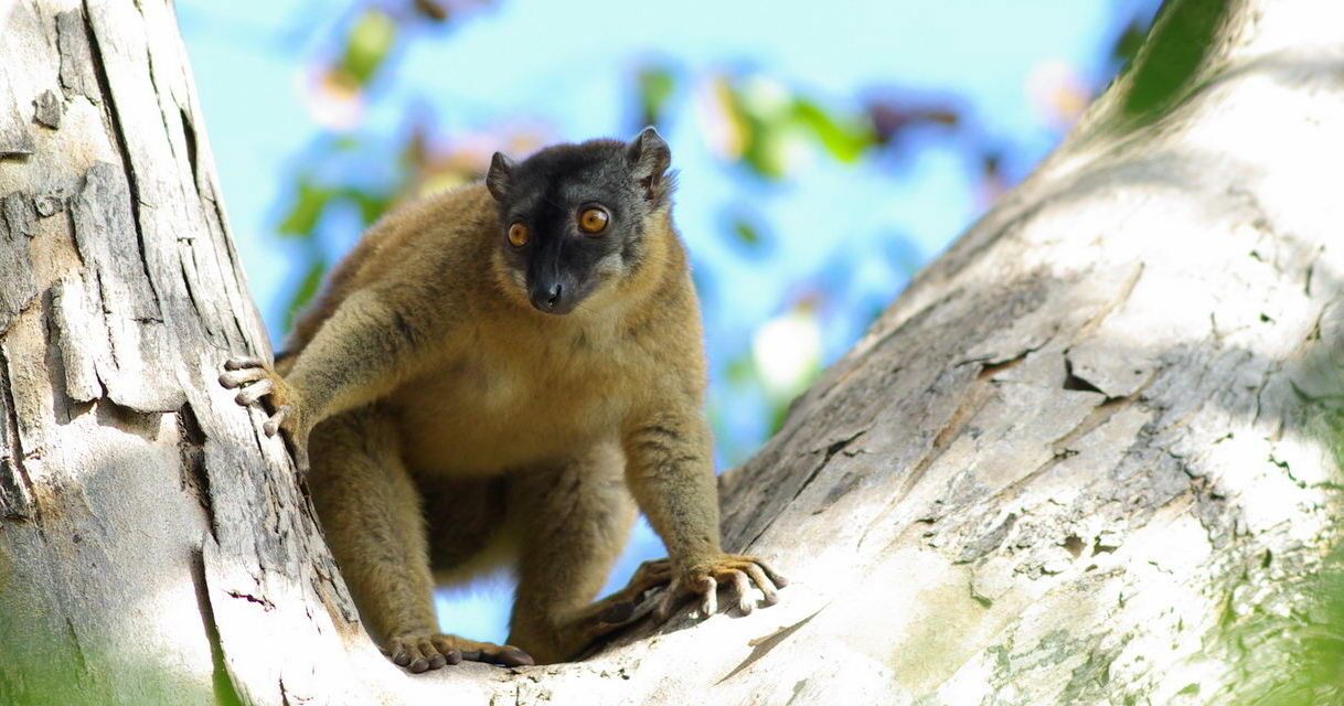La Fondation pour les Aires Protégées et la Biodiversité de Madagascar muscle son capital