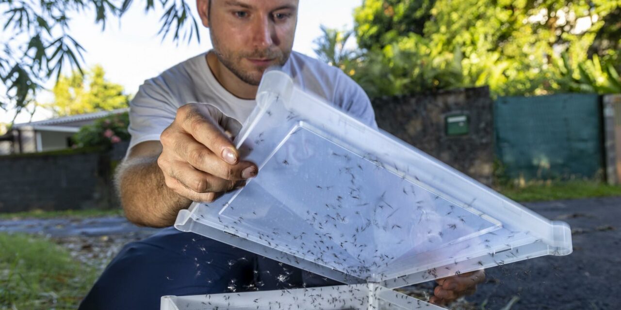 50% de moustiques en moins grâce à la Technique de l’Insecte Stérile (TIS)