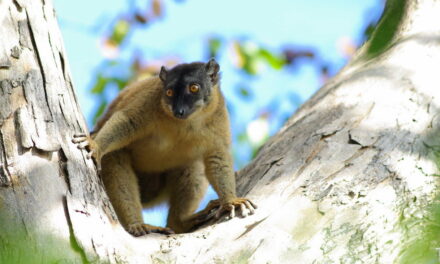 La Fondation pour les Aires Protégées et la Biodiversité de Madagascar muscle son capital