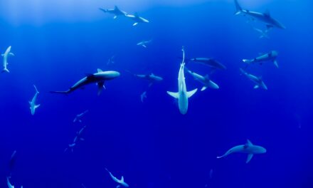 Requins et raies des Mascareignes observés par MAEO