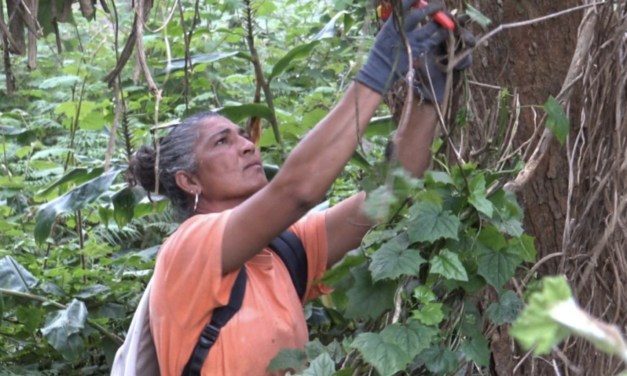 Comment éliminer une espèce invasive à La Réunion