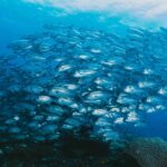 Seychelles: No consensus found in the Indian Ocean Tuna Commission