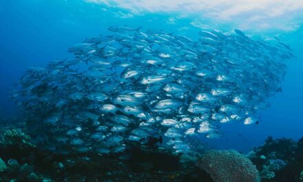 Seychelles: No consensus found in the Indian Ocean Tuna Commission
