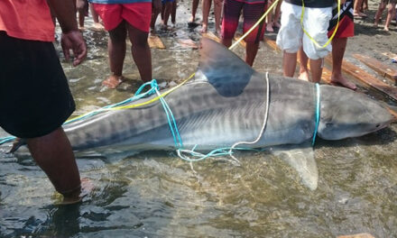 Grands requins : à La Réunion, on tue à l’aveugle !