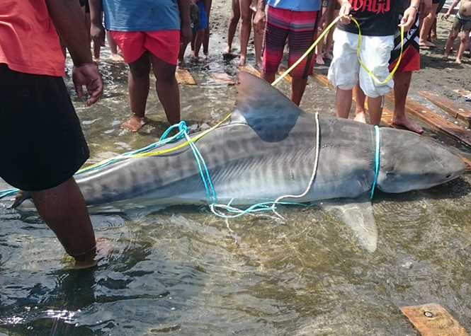 Grands requins : à La Réunion, on tue à l’aveugle !