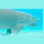 Trois dugongs observés ensemble à Mayotte
