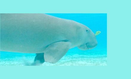 Trois dugongs observés ensemble à Mayotte