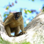 Lancement du site Faune-Mayotte