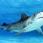 Les grands requins sont essentiels à la bonne santé des herbiers marins