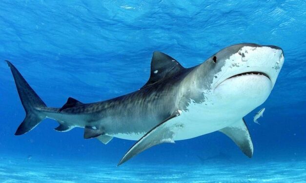 Les grands requins sont essentiels à la bonne santé des herbiers marins