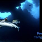 Gérald Rambert lauréat du premier concours photo sur les raies et requins dans l’océan Indien