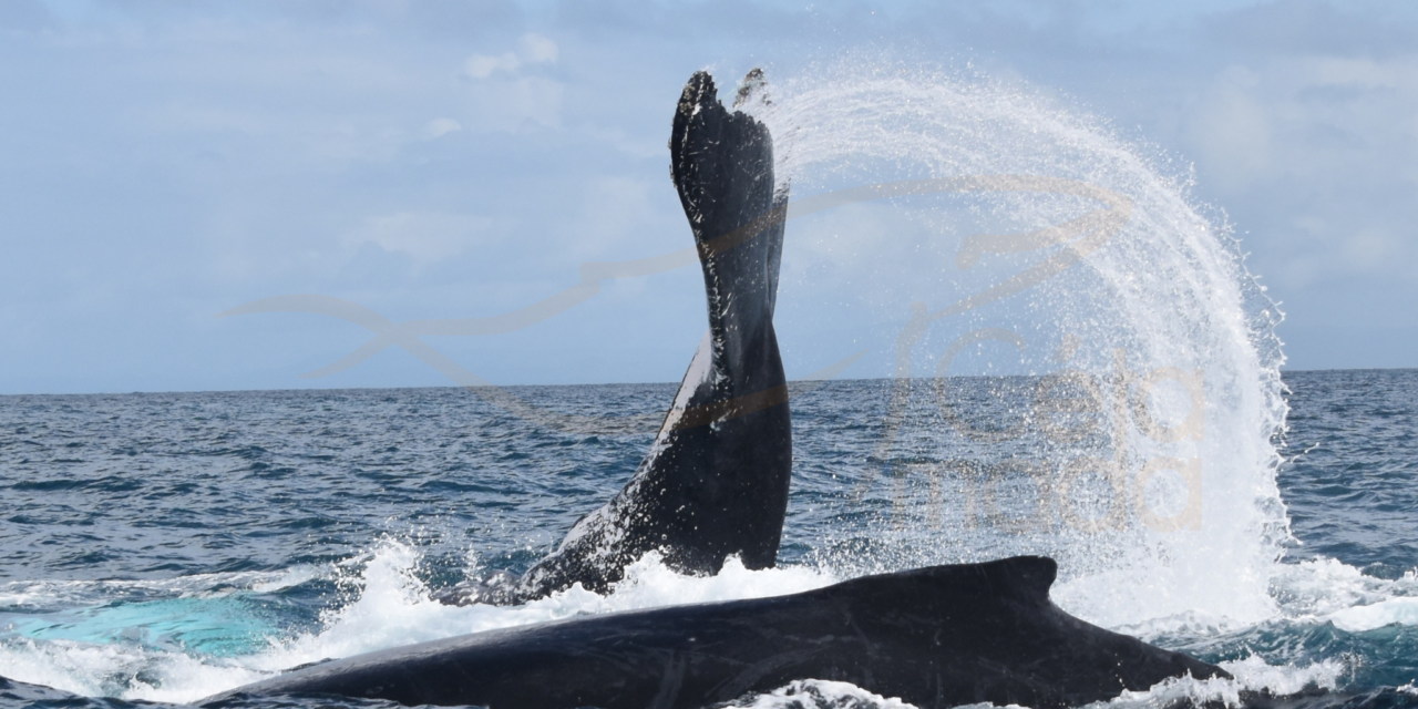 Troisième Congrès mondial sur la baleine à bosse