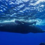 Mauritius: birth of a baby whale