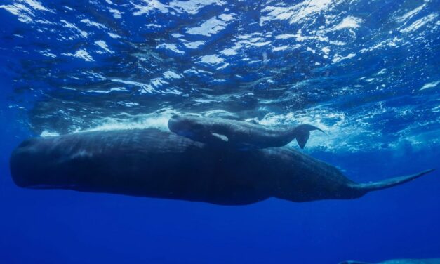 Mauritius: birth of a baby whale