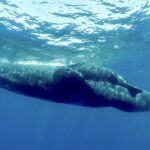 Mauritius: Birth of a second whale baby