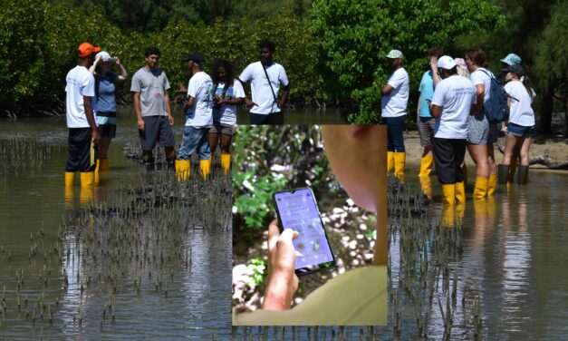Reef Conservation lance une application pour sauver les mangroves