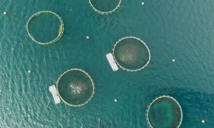 Mariculture : « c’est difficile mais possible »