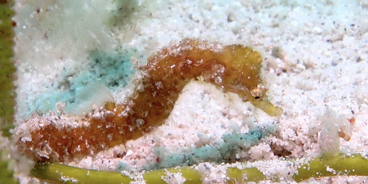 New seahorse species discovered in Mauritius