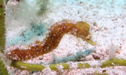 New seahorse species discovered in Mauritius
