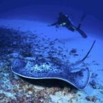 Rays and sharks: 2nd regional underwater image competition