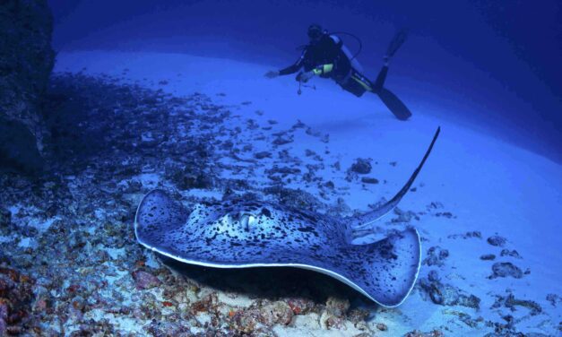 Raies et requins : 2ème concours régional d’images sous-marines