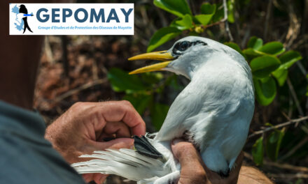 Participer au comptage des oiseaux de Mayotte du 30/10 au 6/11