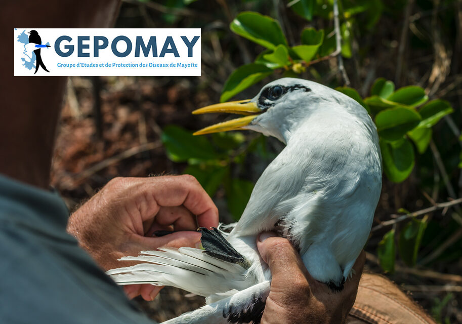 Participer au comptage des oiseaux de Mayotte du 30/10 au 6/11