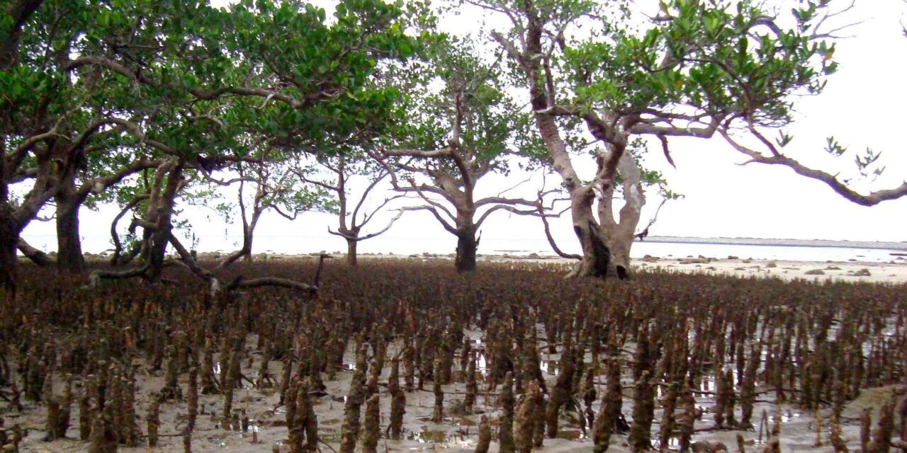 Un jeu de grattage pour restaurer la mangrove de Mayotte