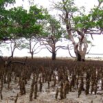 Un jeu de grattage pour restaurer la mangrove de Mayotte